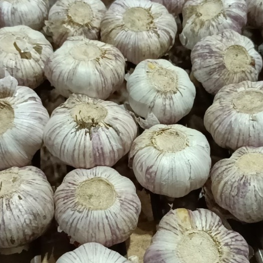 梧州大蒜红皮蒜