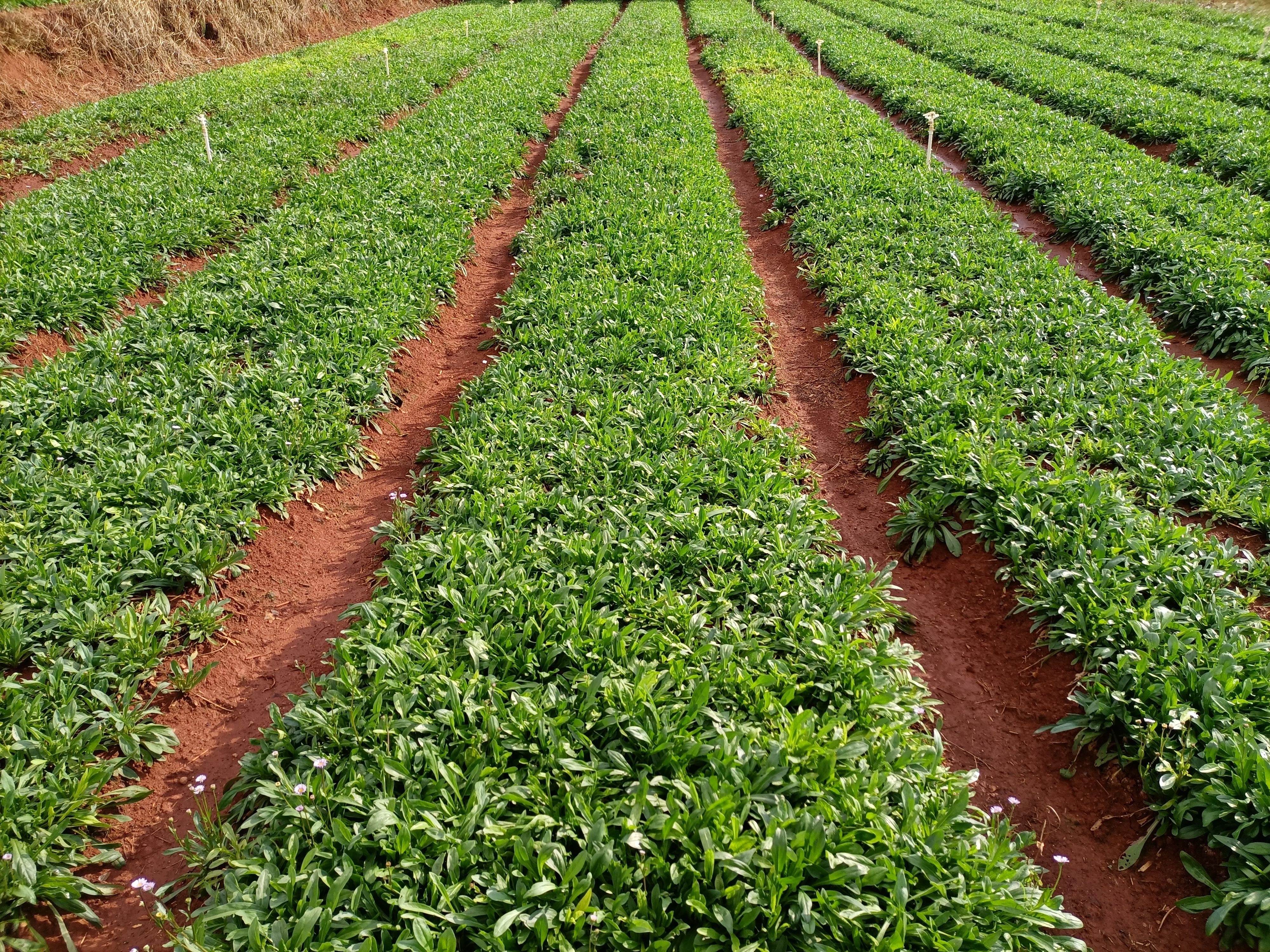 云南家种灯盏花灯盏细辛全草带花