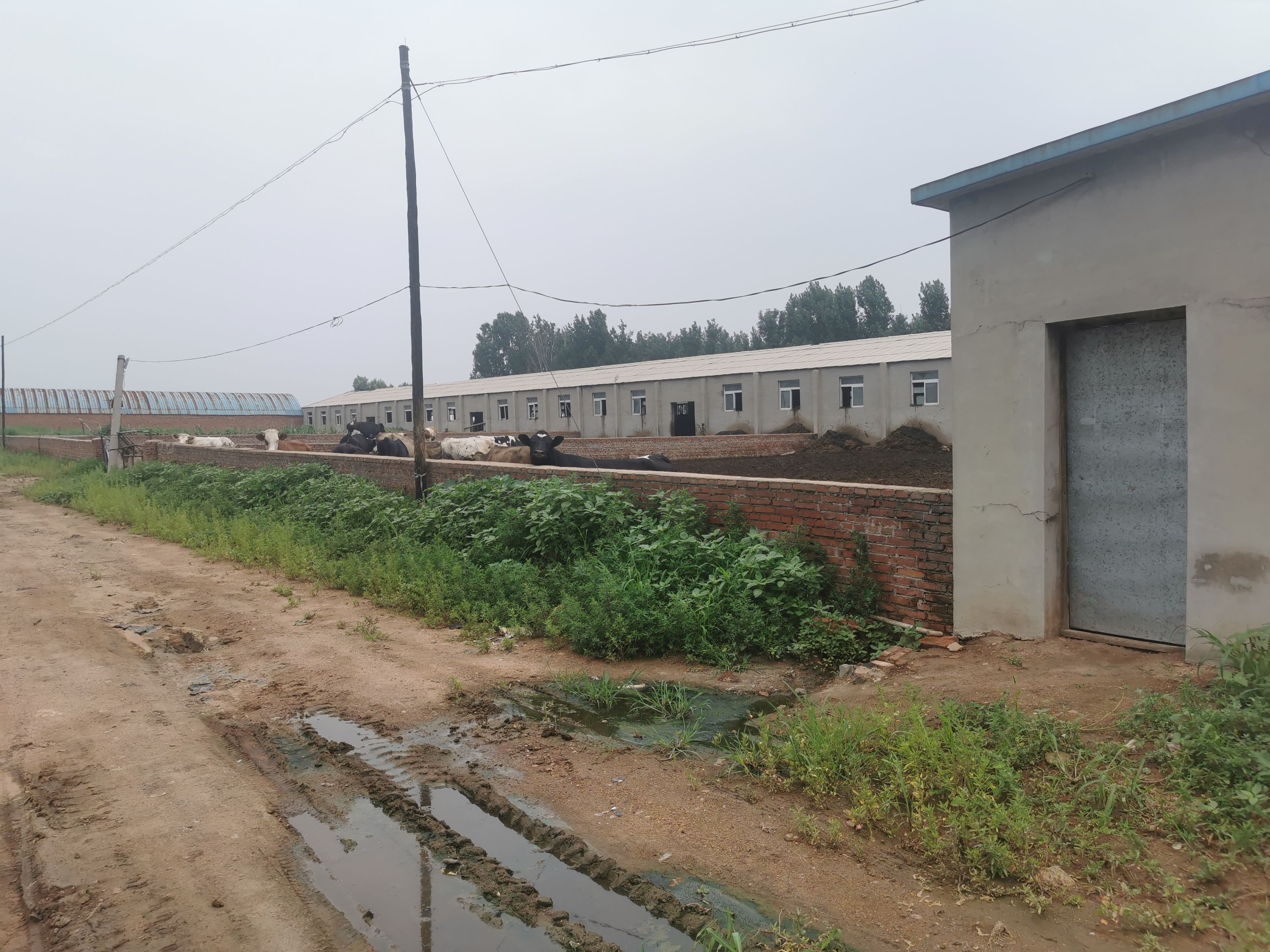 黄牛 养殖牛场地