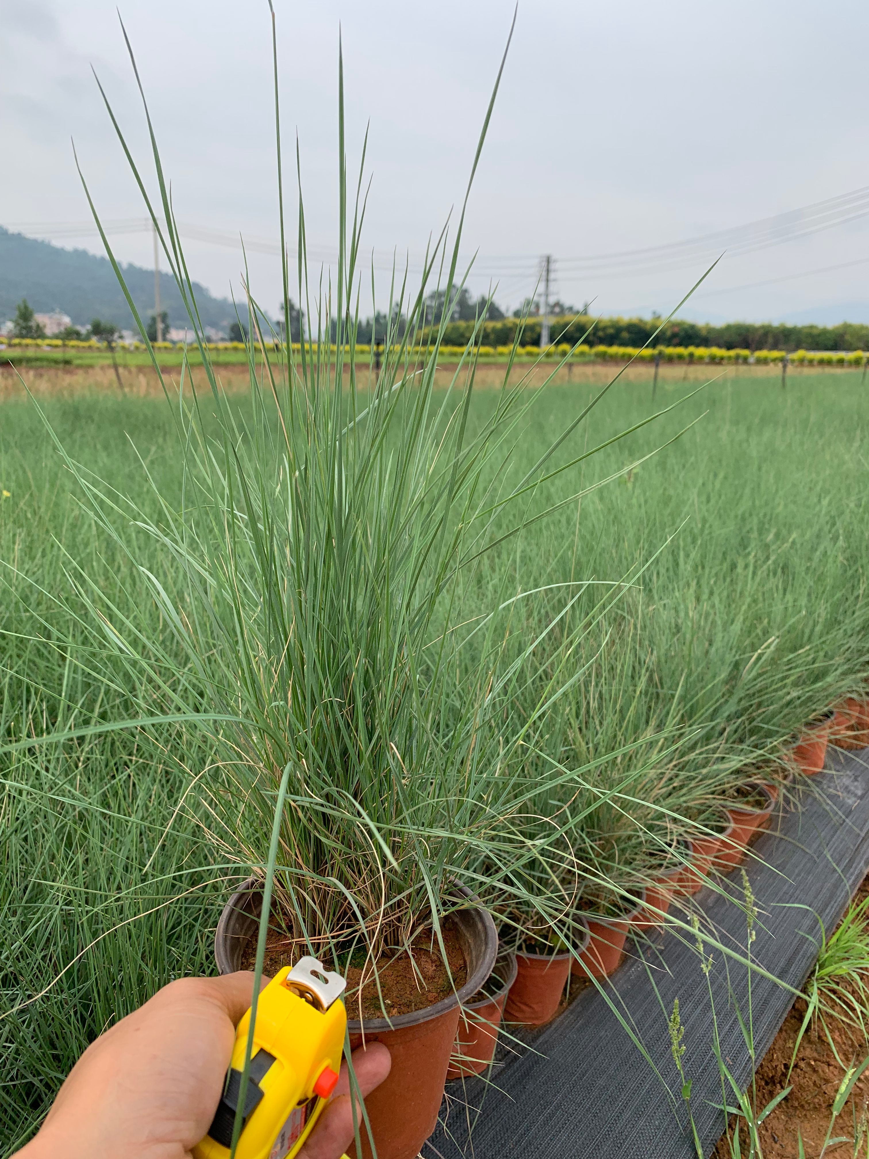 粉黛乱子草