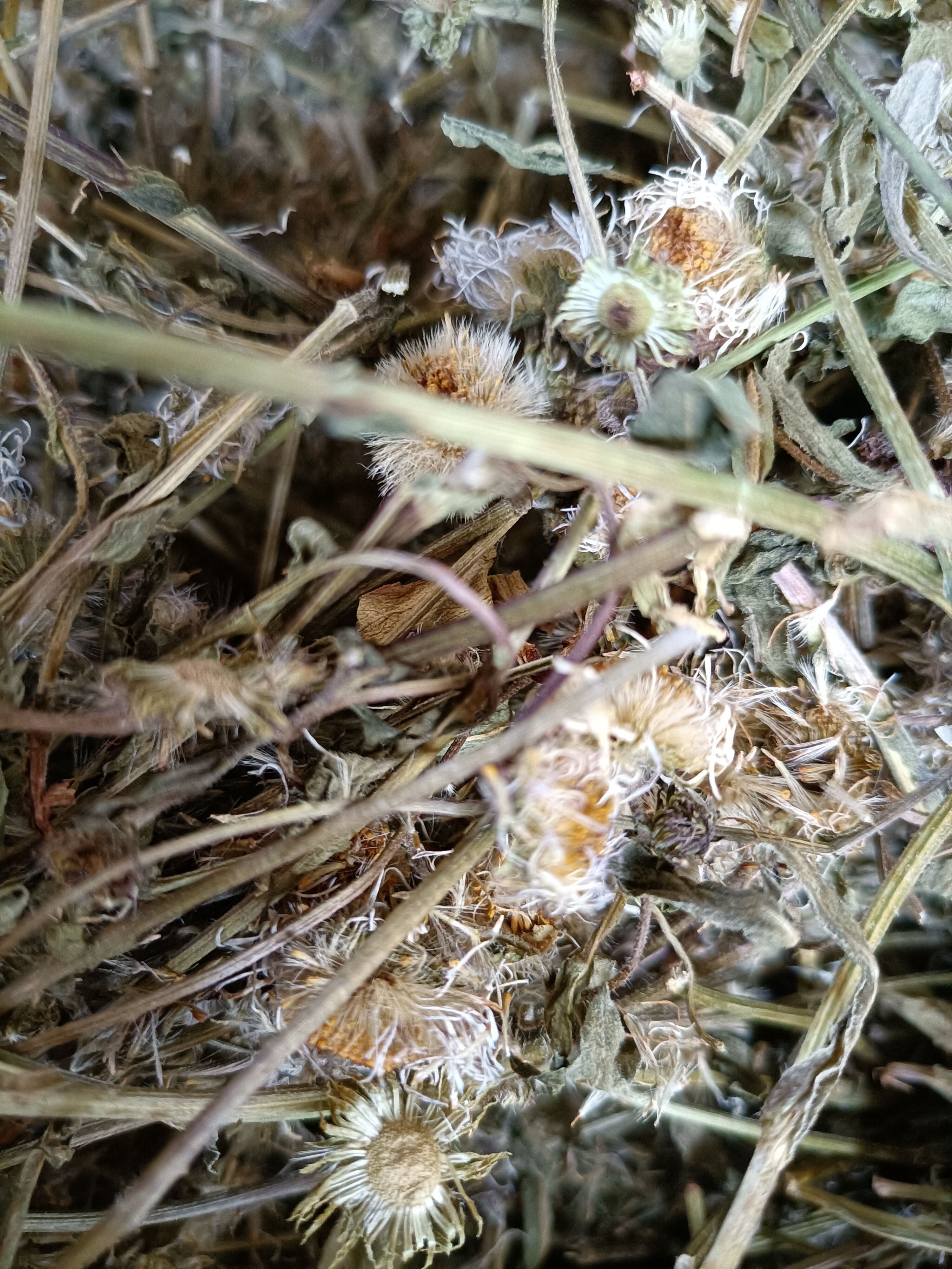 云南家种灯盏花灯盏细辛全草带花