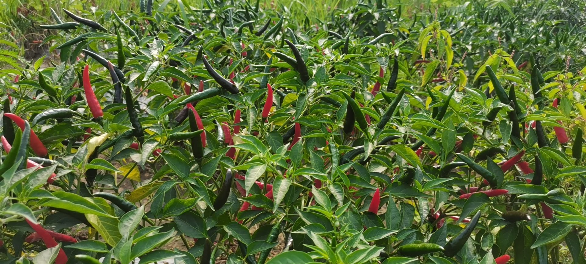 圣椒一号朝天椒 小米椒 批发零售40亩地10万斤左右