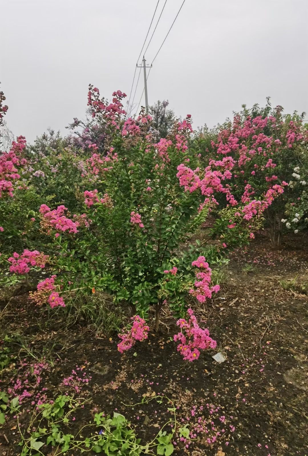 天鹅绒丛生紫薇批发  红火箭丛生紫薇
