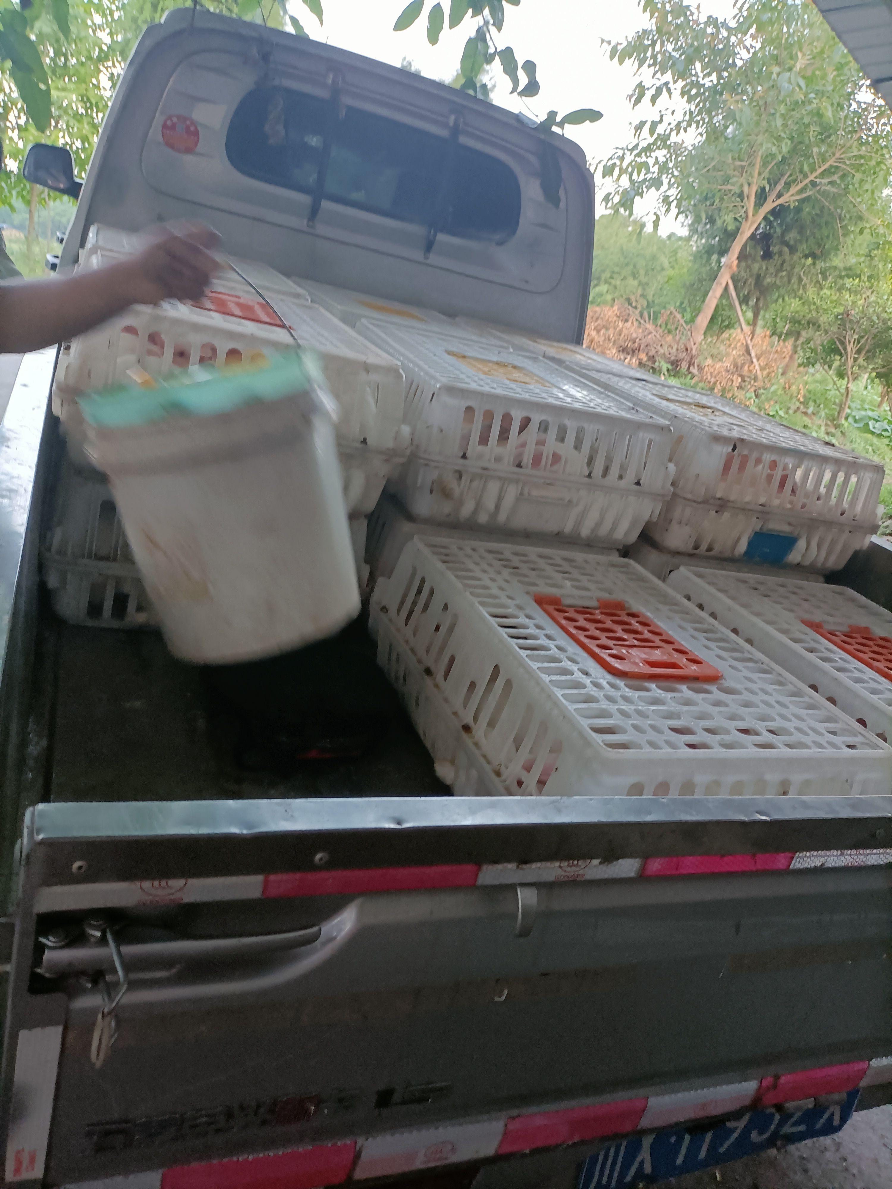 兔子，新西兰八点黑种兔，成年种兔