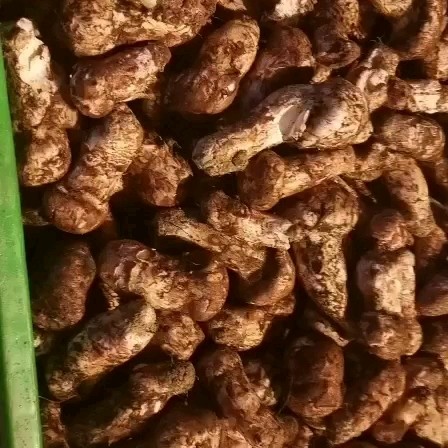  当天下山      新鲜松茸   价格亲民