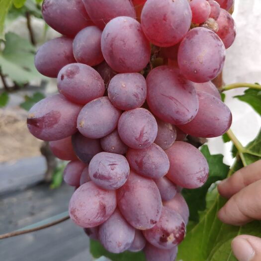 商水县夏黑葡萄  自产自销黑色甜菜、早霞玫瑰量大从优