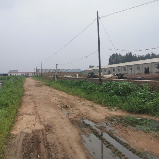阜新县黄牛 养殖牛场地