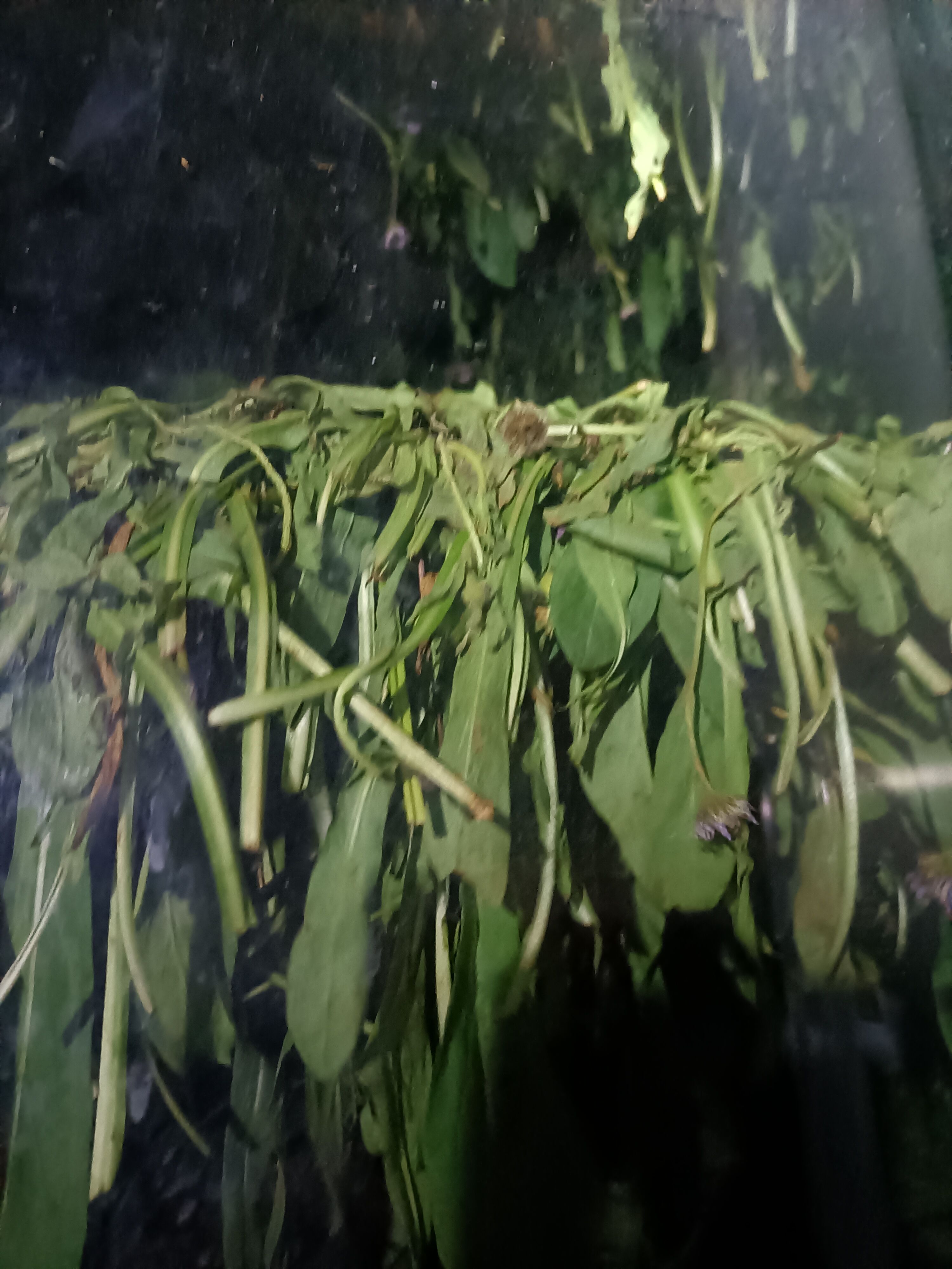 灯盏细辛 云南家种无硫灯盏花新货叶子多