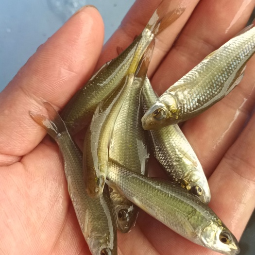 南宁鲮鱼鱼苗  场地直供、土鲮鱼苗、水花鱼苗.高品质.成活高、量