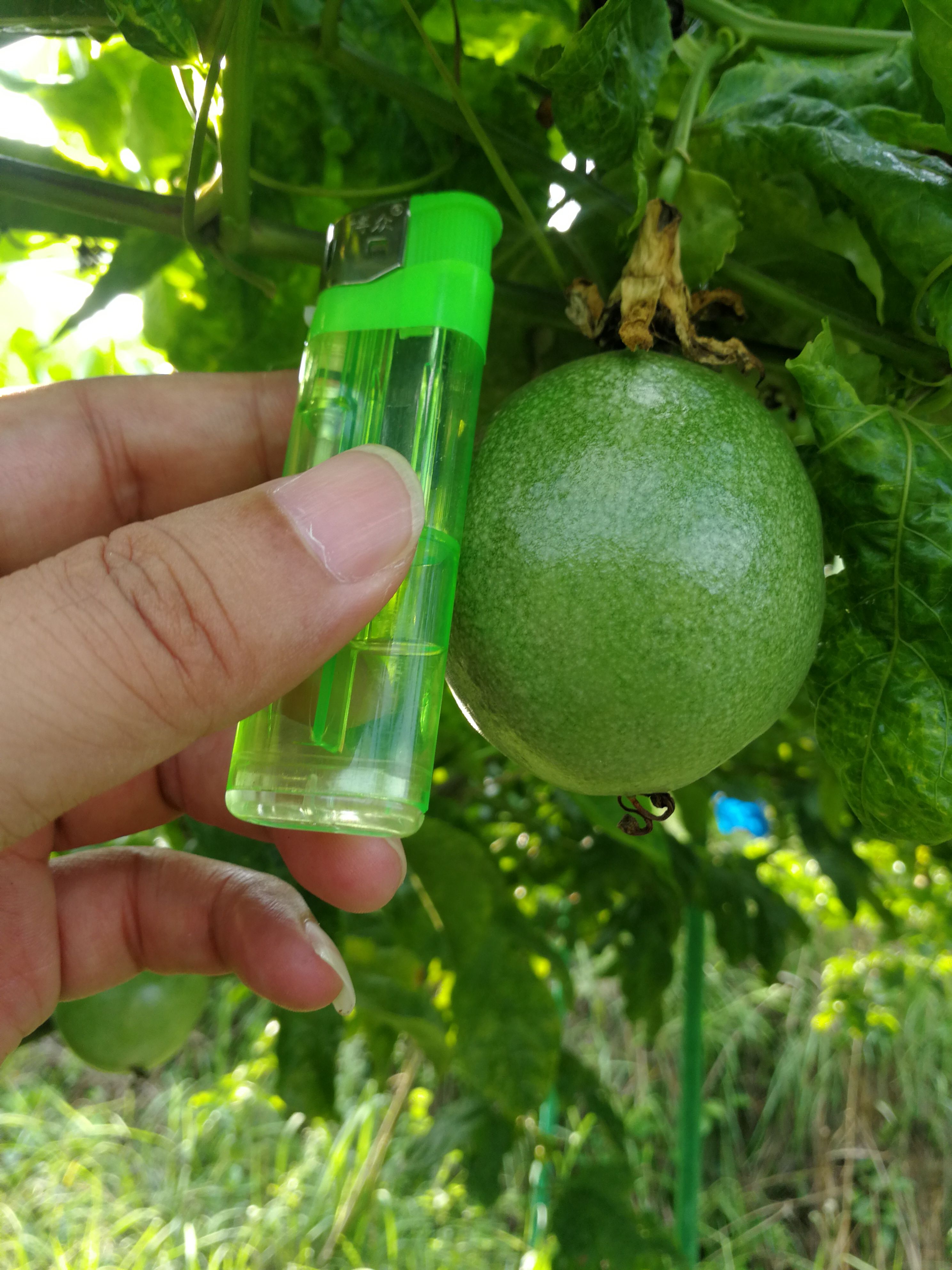 台农一号百香果  贵州百香果台农一号紫果产量大日均供货10到
