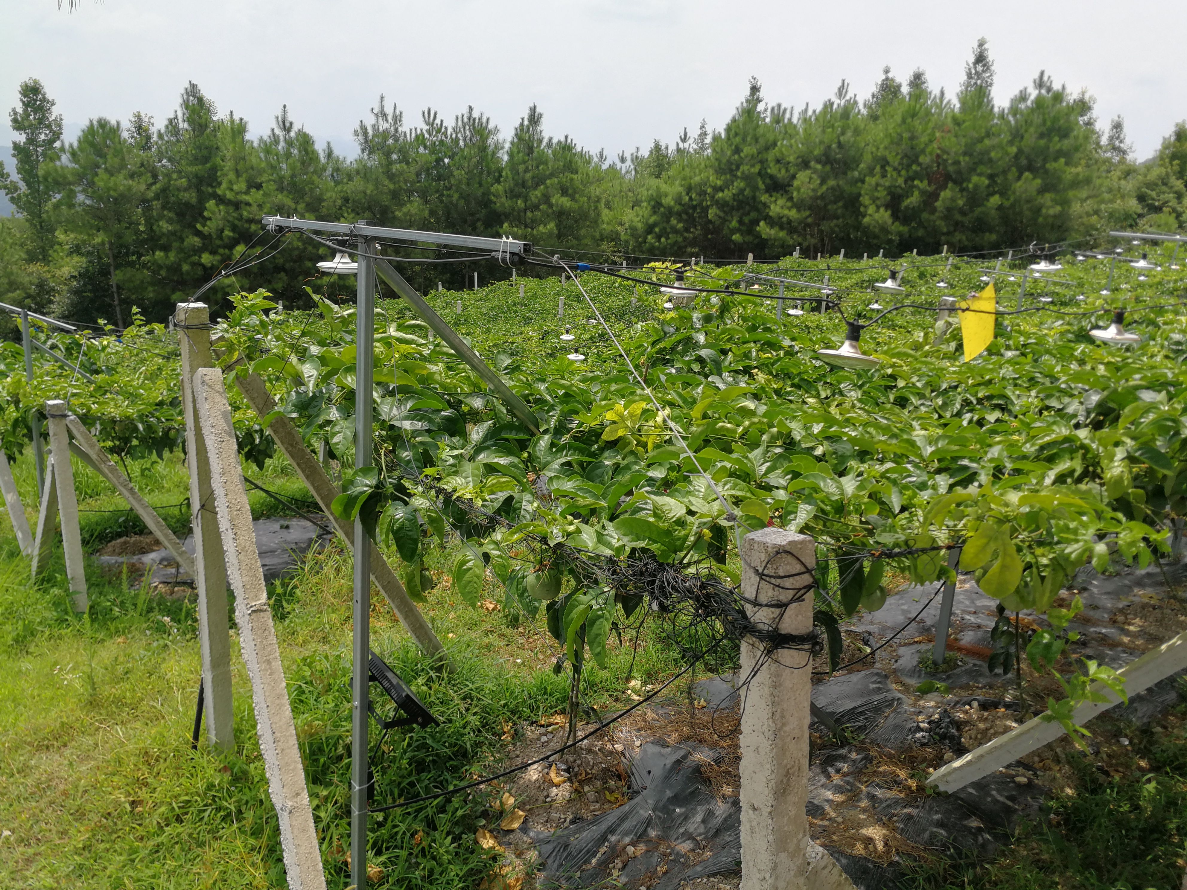台农一号百香果  贵州百香果台农一号紫果产量大日均供货10到
