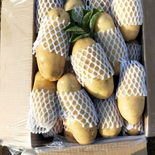 平阴县荷兰15  荷兰十五，1-3-2-4通天货规格齐全