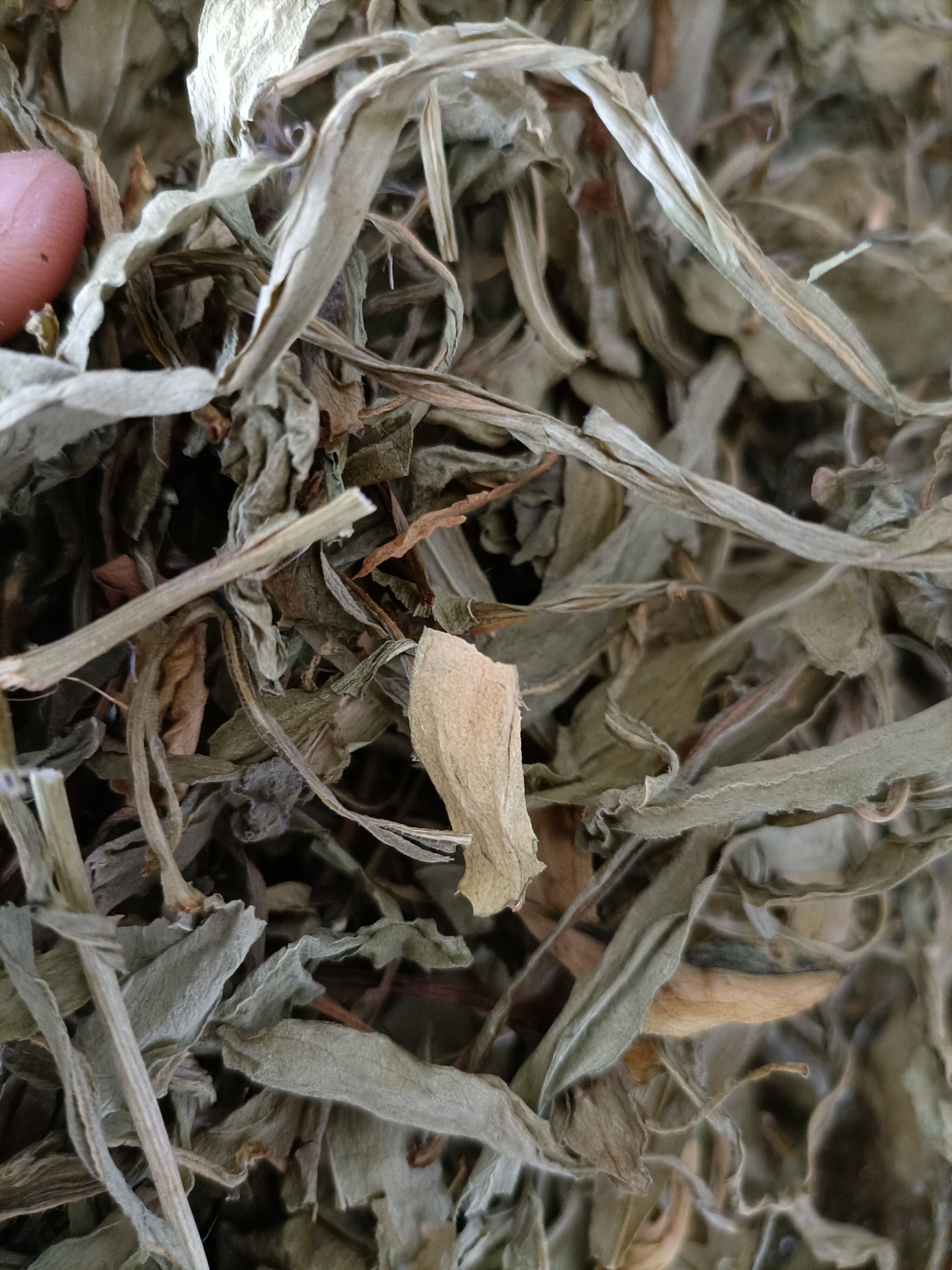 灯盏细辛 云南家种无硫灯盏花新货叶子多