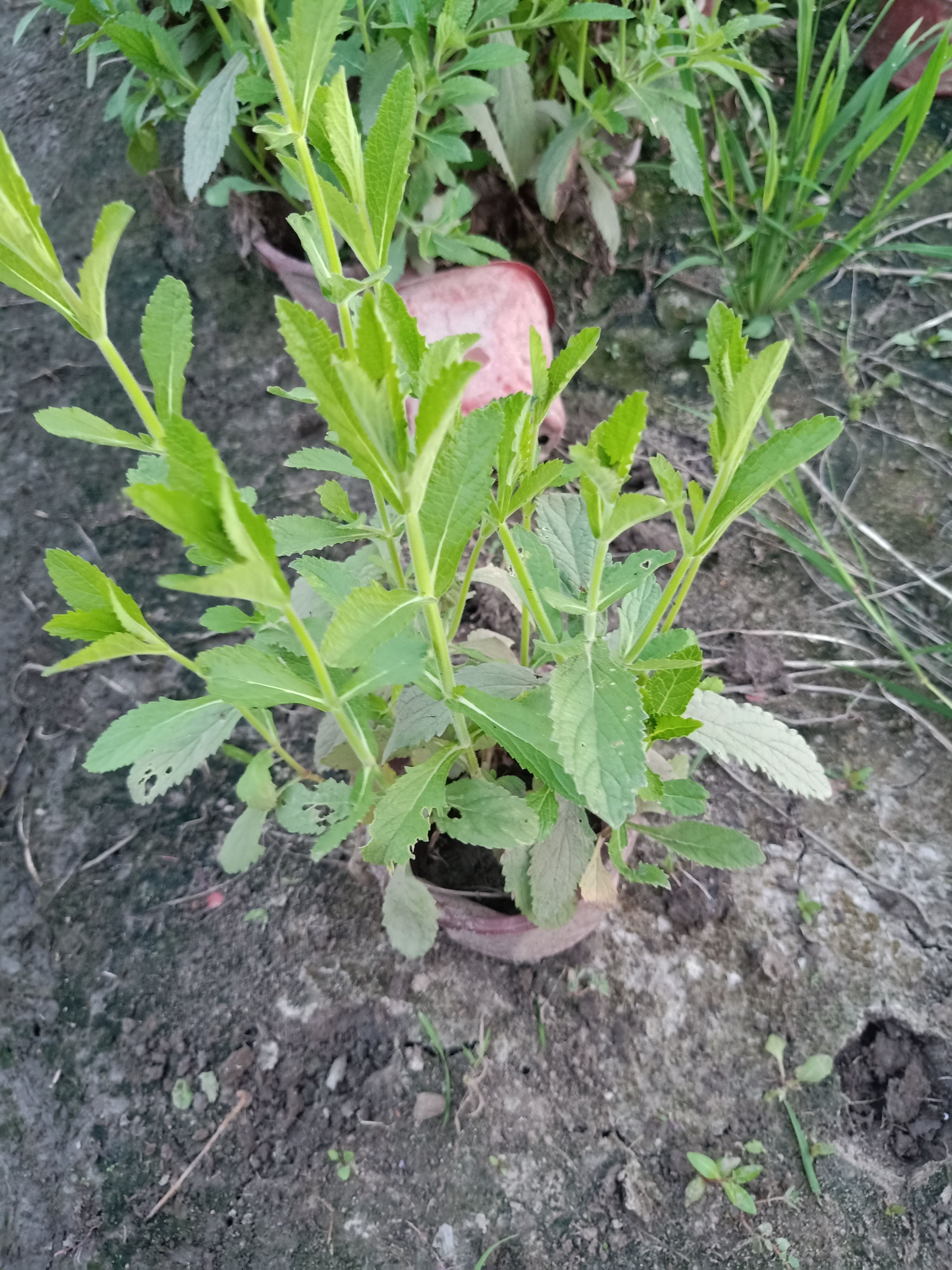 马鞭草 
