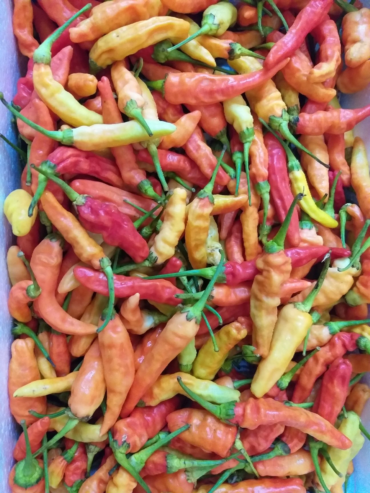 小米椒  西双版纳本地辣椒小米辣泡椒红色小米辣