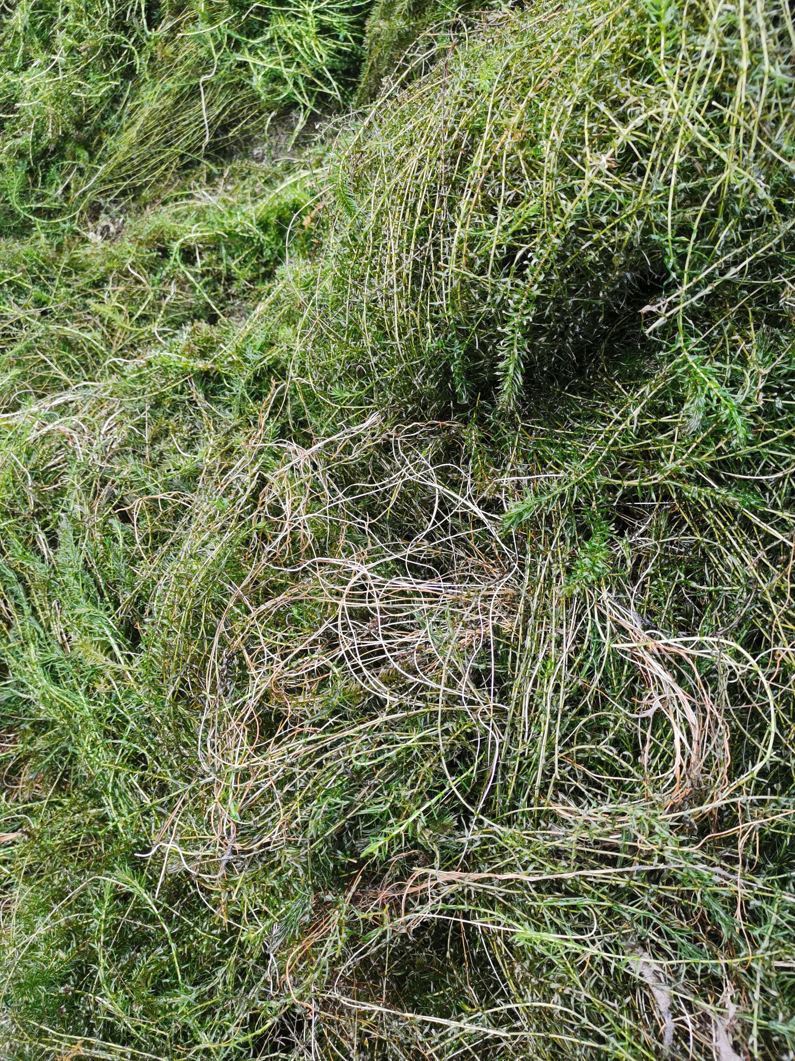 伊乐藻  吃不败小龙虾螃蟹鱼低温沉水草净化水质园林环保