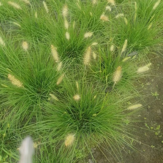 成都狼尾草  26杯小兔子蓝尾草