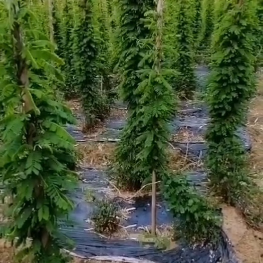 容县 鸡骨草