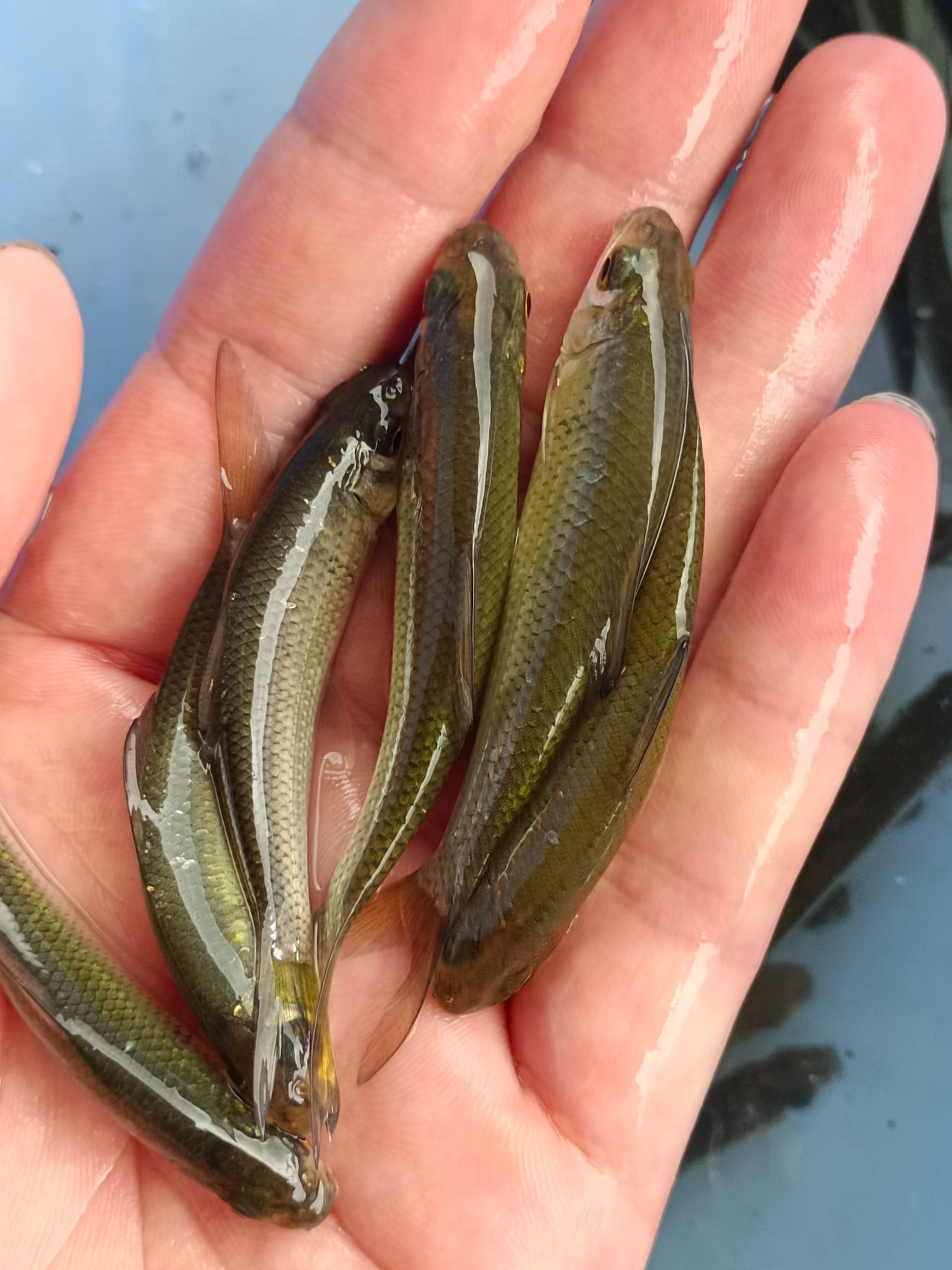 土鲮鱼苗，红眼鲮鱼苗、自产自销、量大从优、送货上门