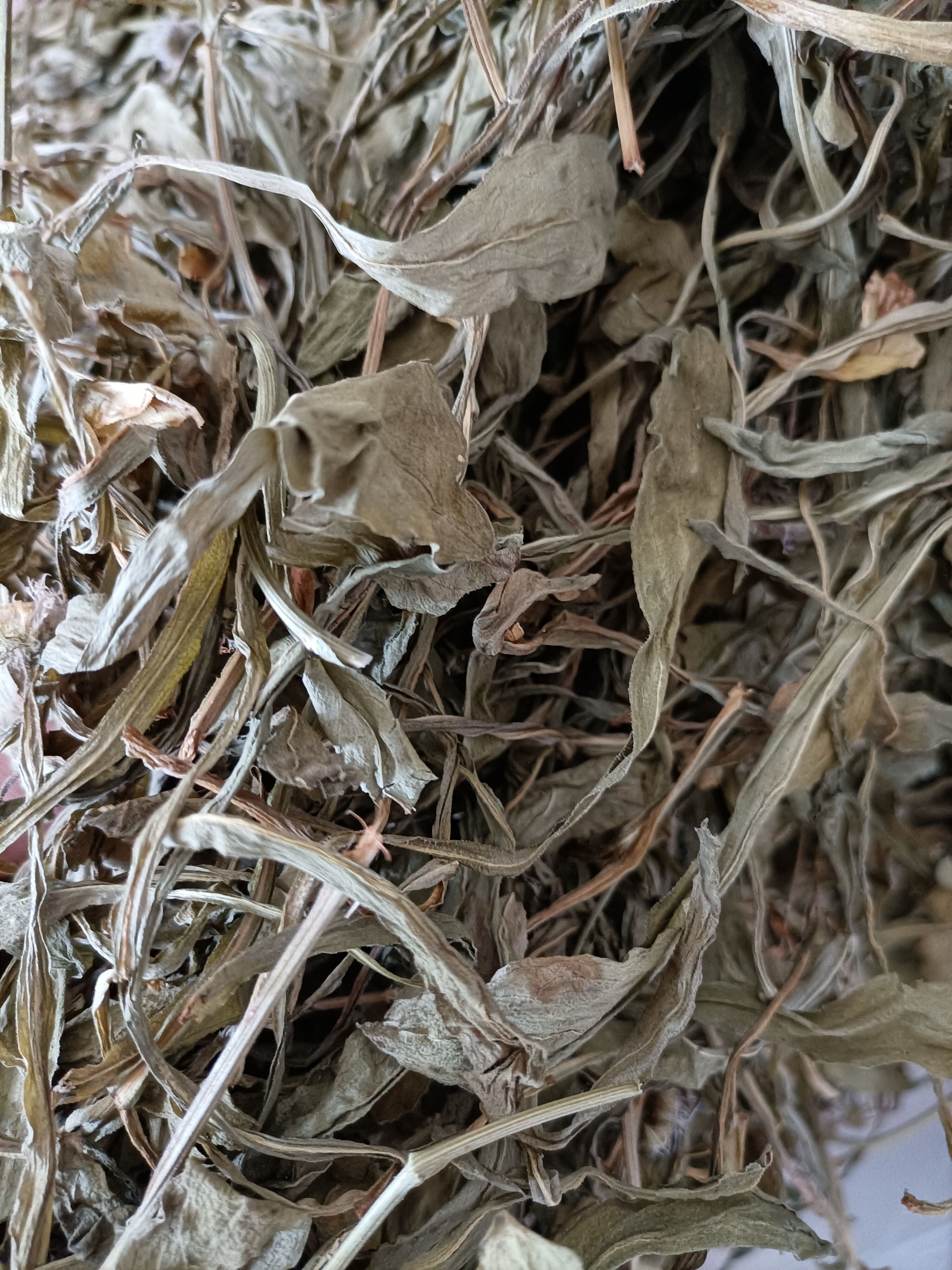 灯盏细辛 云南家种无硫灯盏花新货叶子多