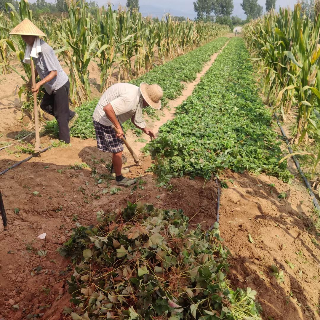 隋珠草莓苗基地直销假一赔十