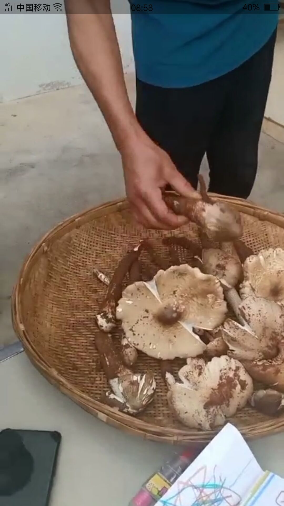 白玉菇  云南高原野生菌