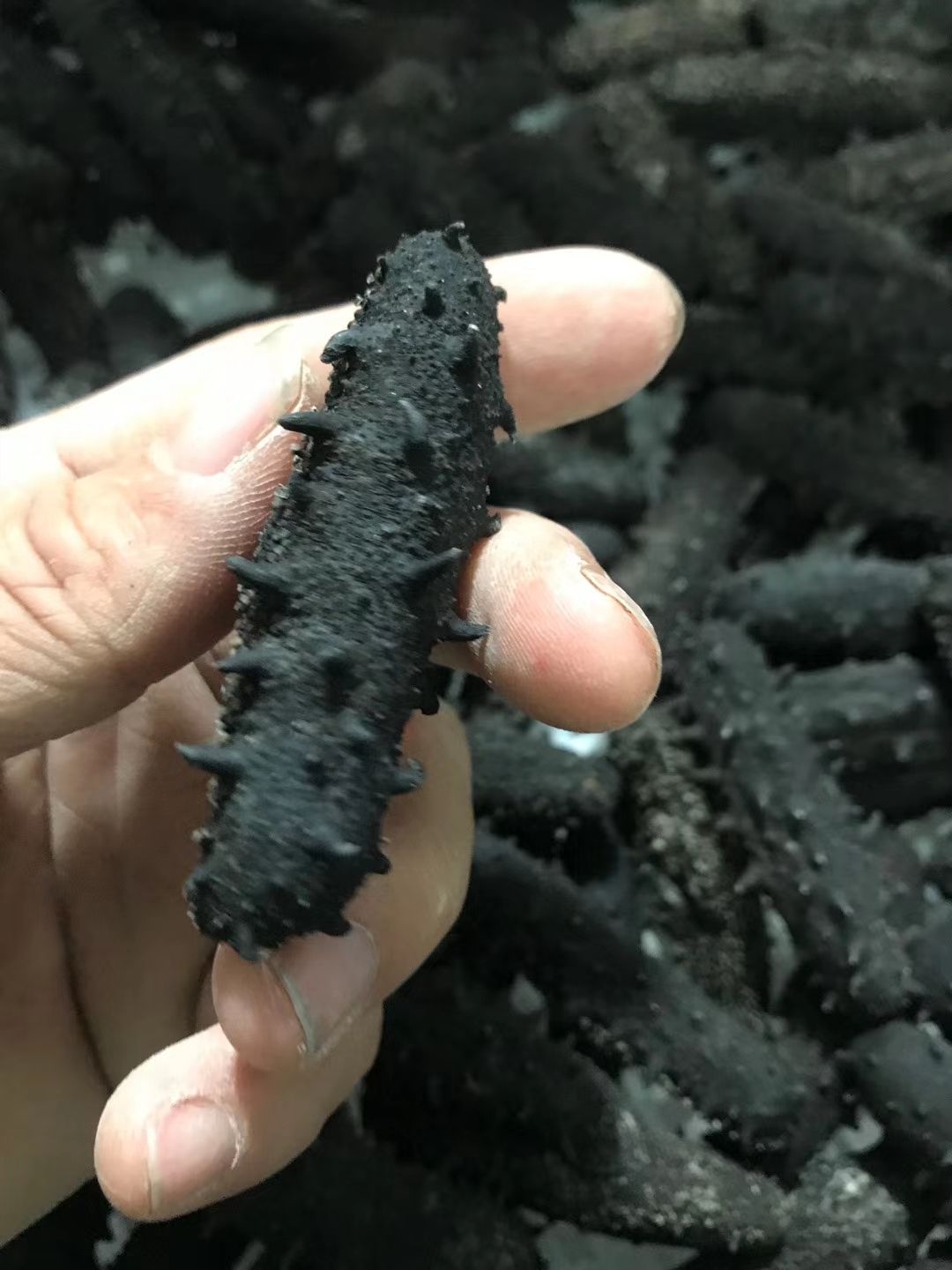 大连底拨辽参海参淡干海参国标淡干海参高泡发8-15倍量大来谈