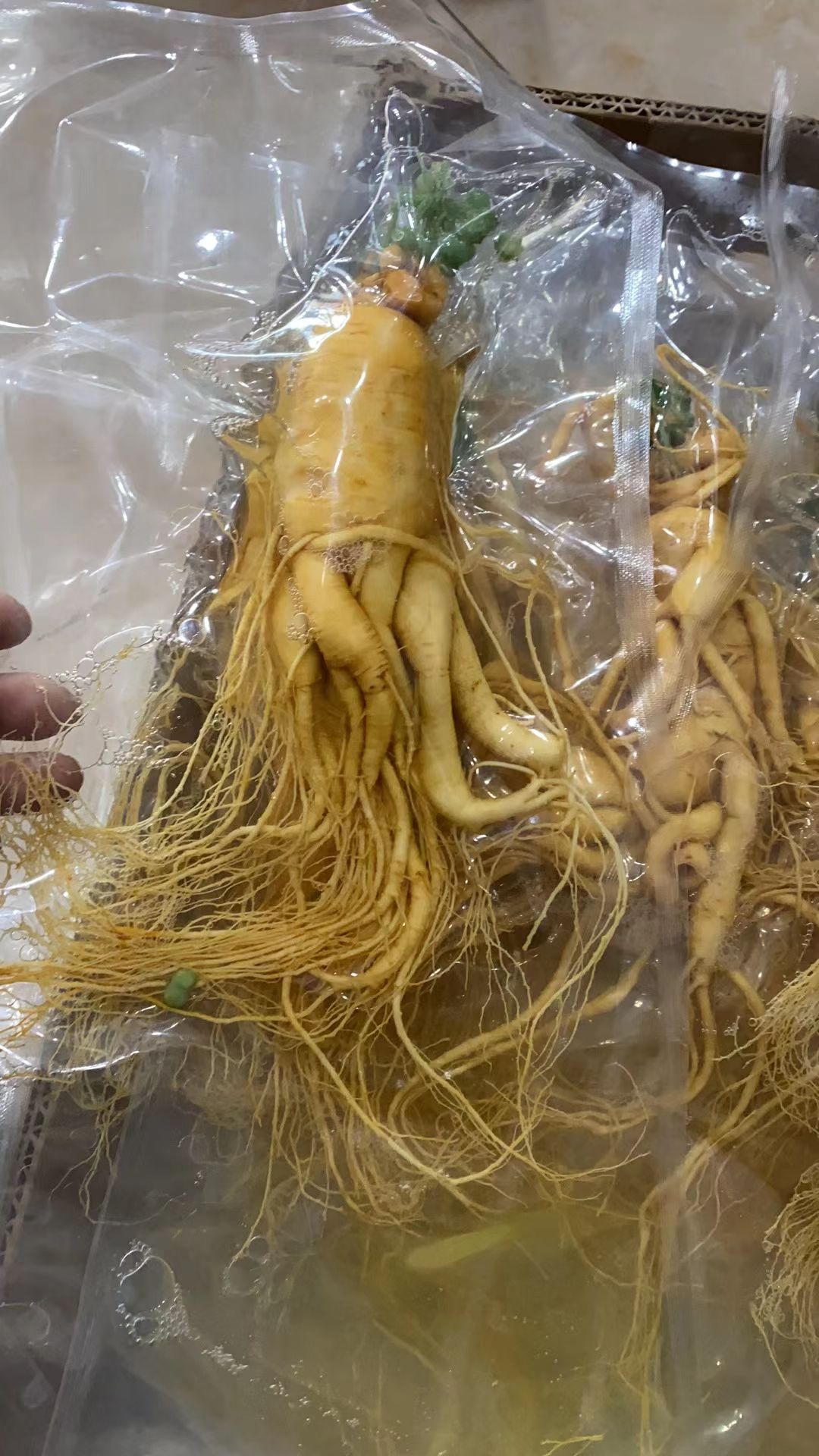 园参  人参 长白山保鲜参 真空包装泡酒煲汤好原料 精品鲜参