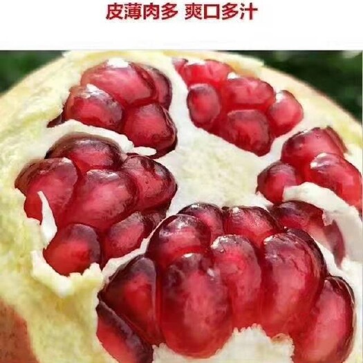 会理市 凉山会理县突尼斯软籽石榴，100亩种植地，果农自种