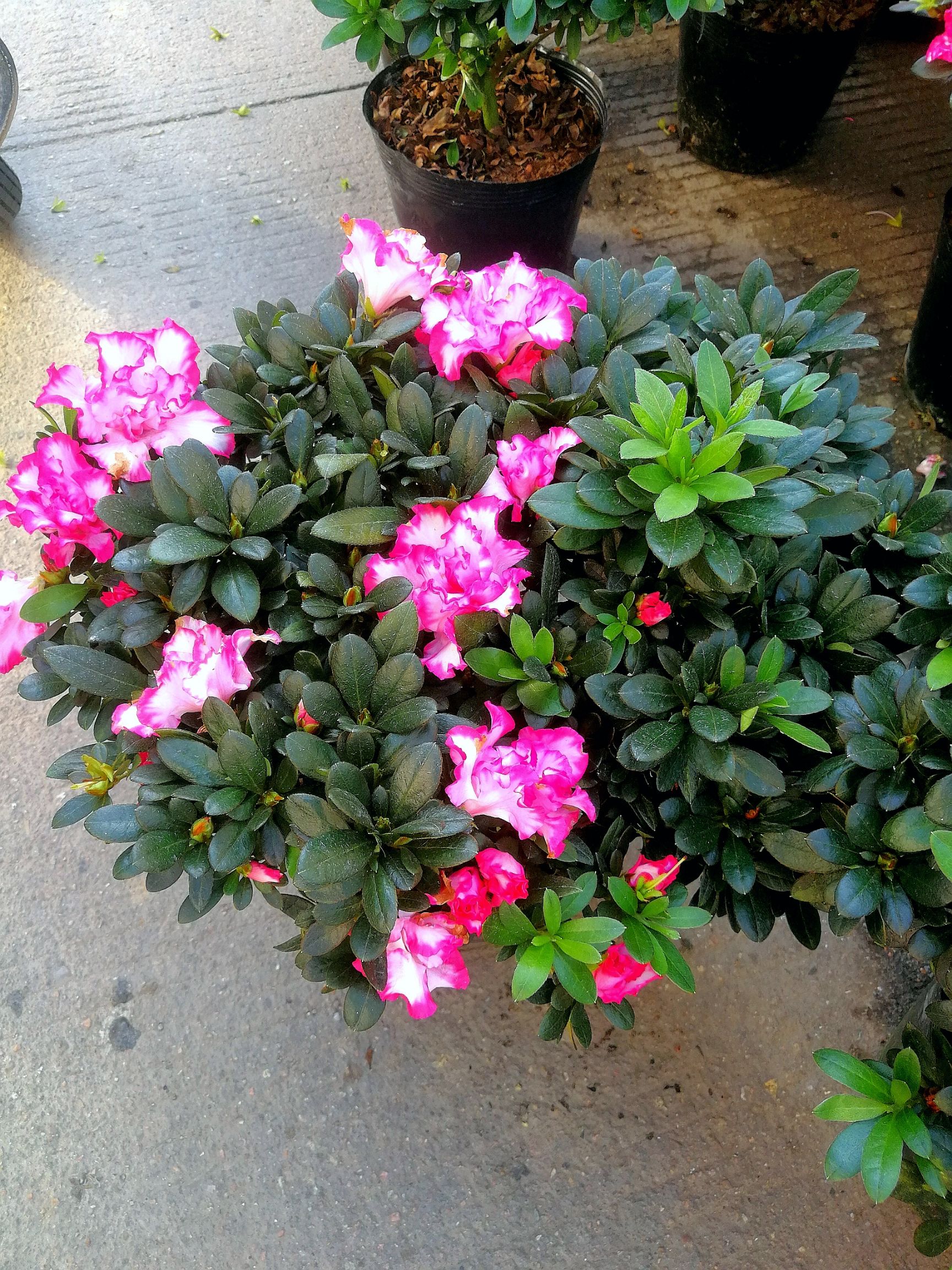 四季杜鹃
杜鹃花西玛杜鹃花盆栽西洋杜鹃花苗西玛杜鹃四季杜鹃花