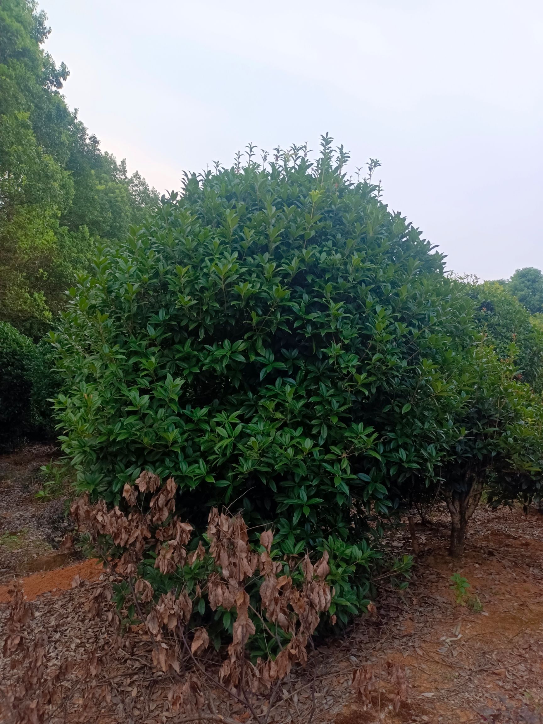 八月桂  低分枝桂花树，精品桂花树，丛生桂花树，2米冠至5米冠丛生桂花