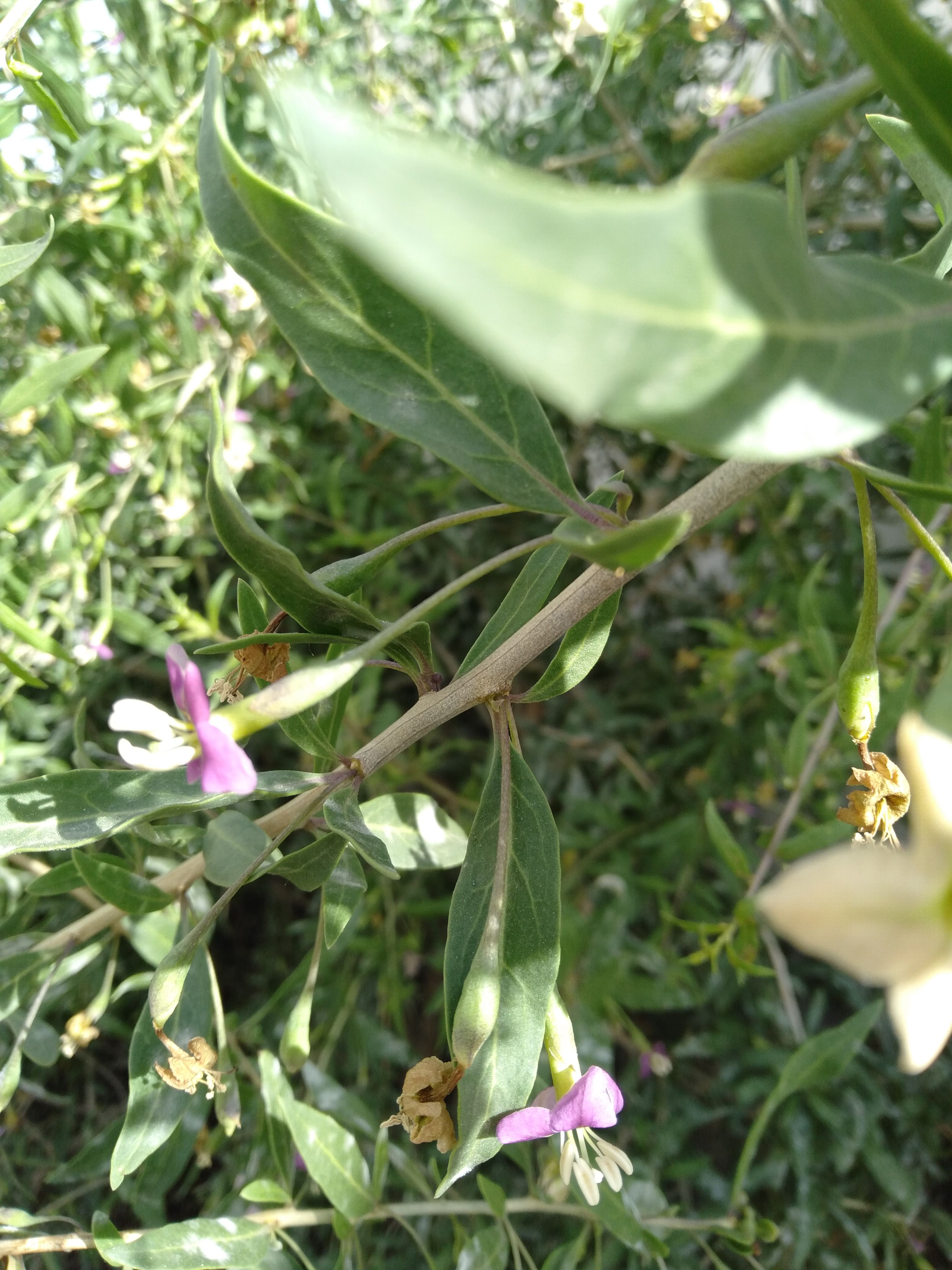 枸杞蜜，杂花蜜