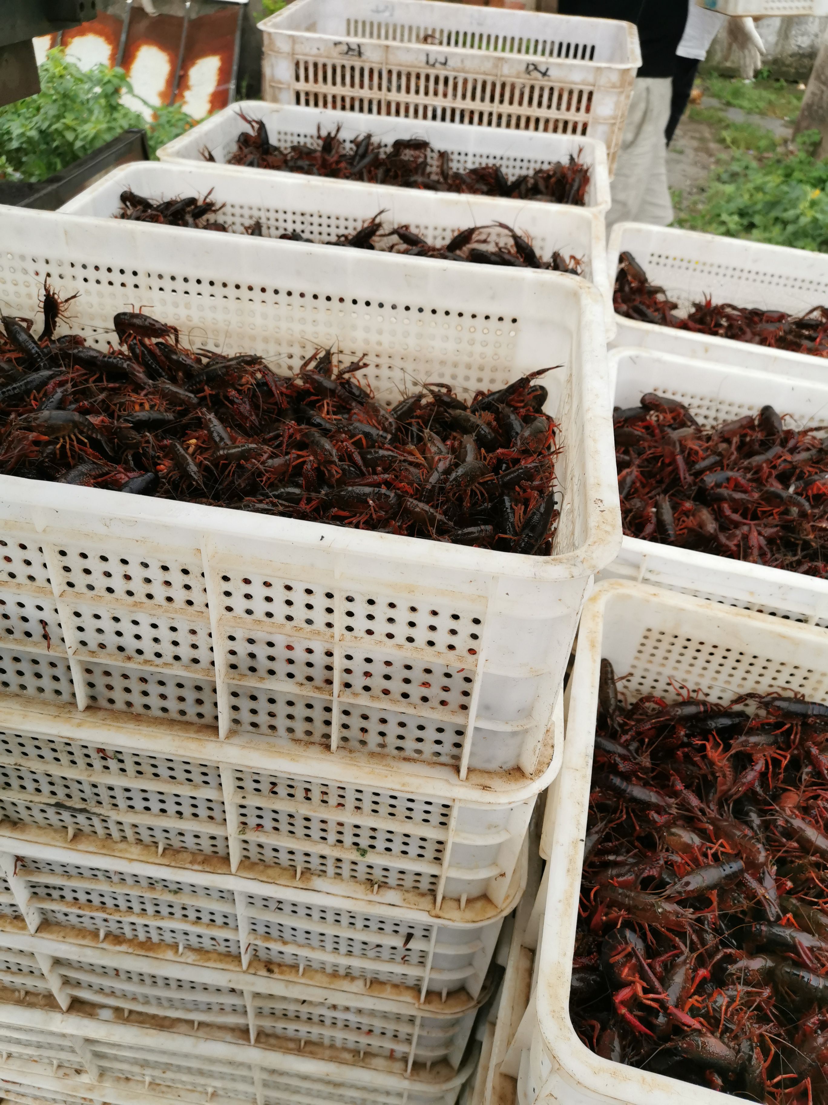 精养湖泊种虾苗小龙虾抱卵籽繁殖鲜活淡水养殖活物克氏原鳌虾