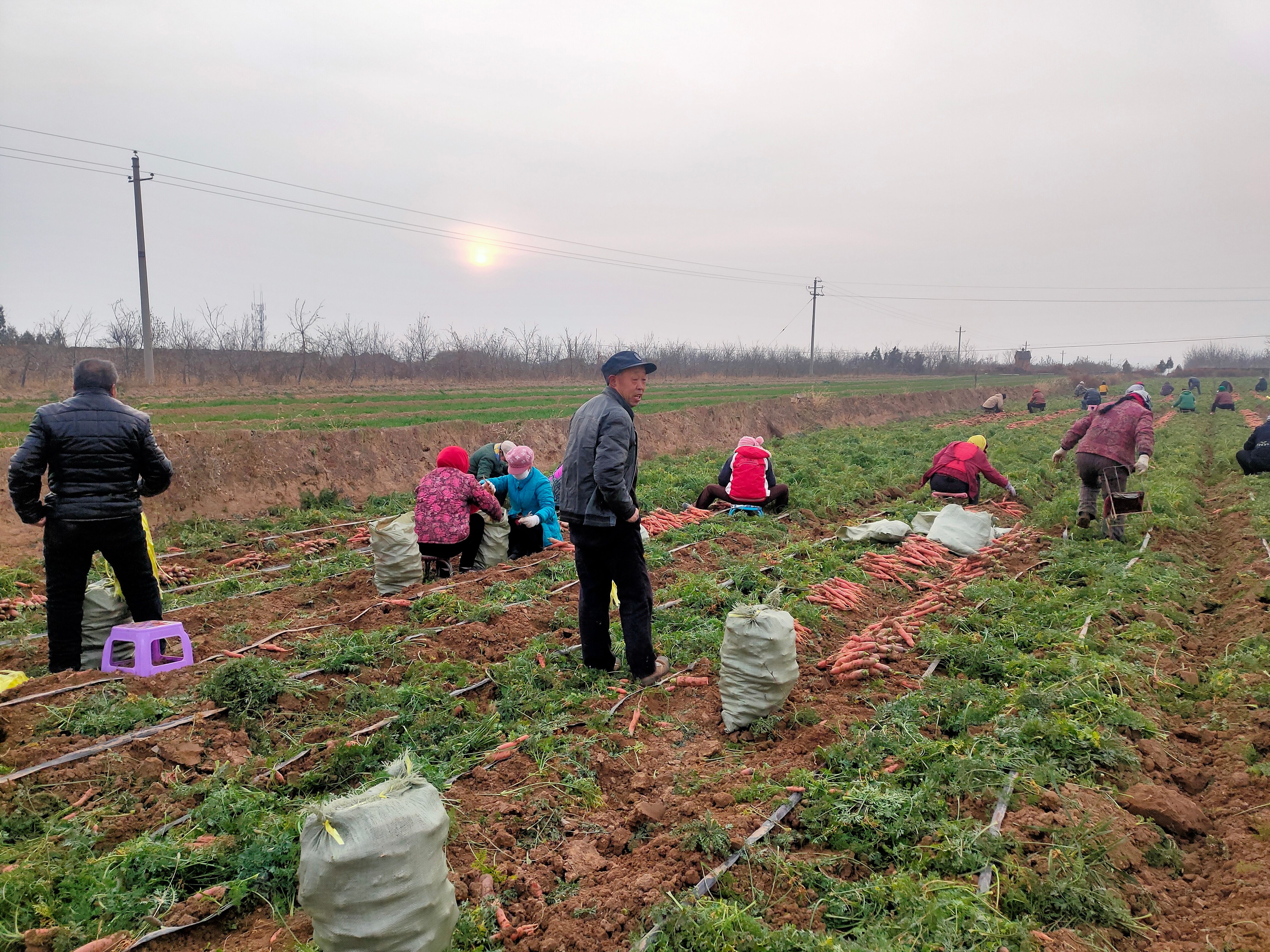 七寸红胡萝卜 红萝卜