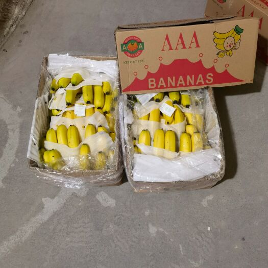 清丰县香蕉 河南省濮阳市清丰县 