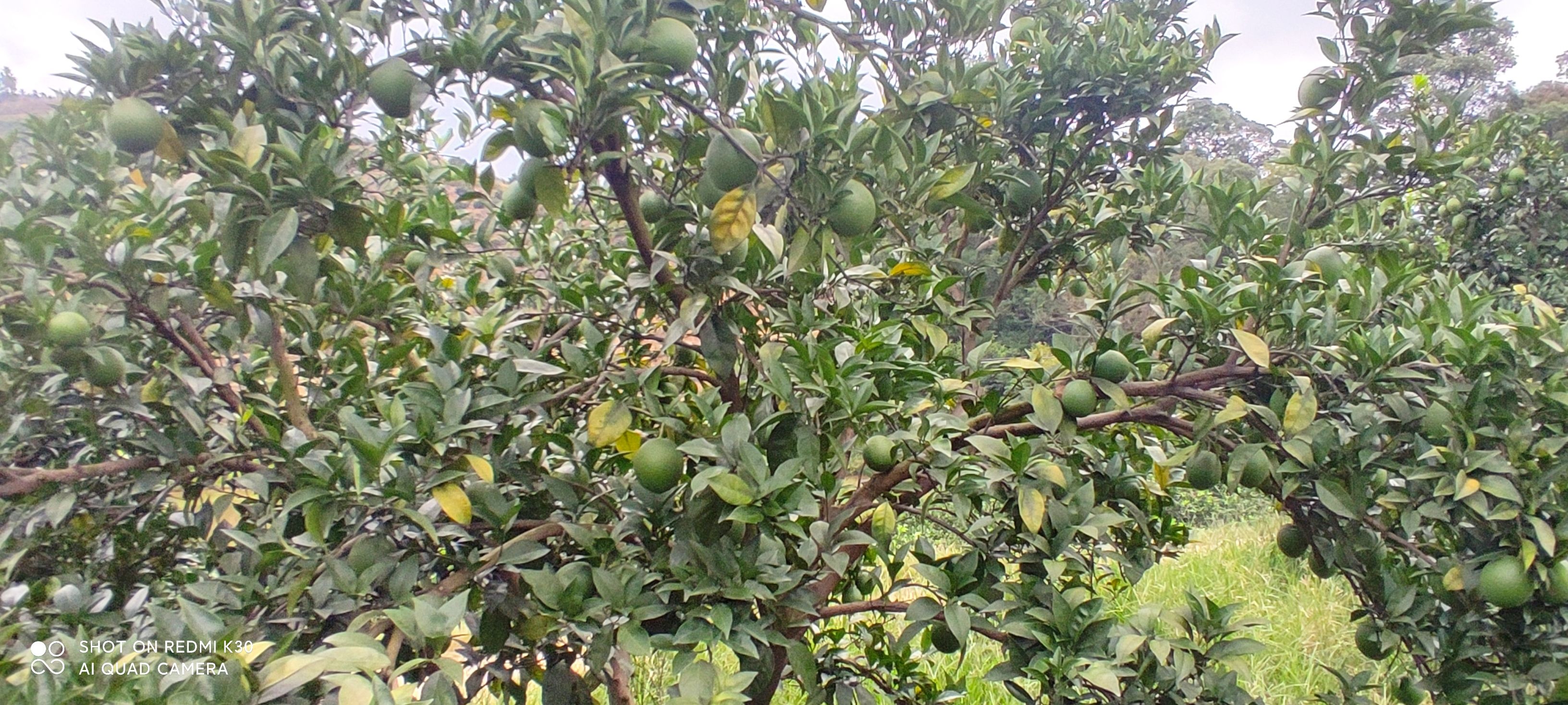 纽荷尔脐橙  脐橙