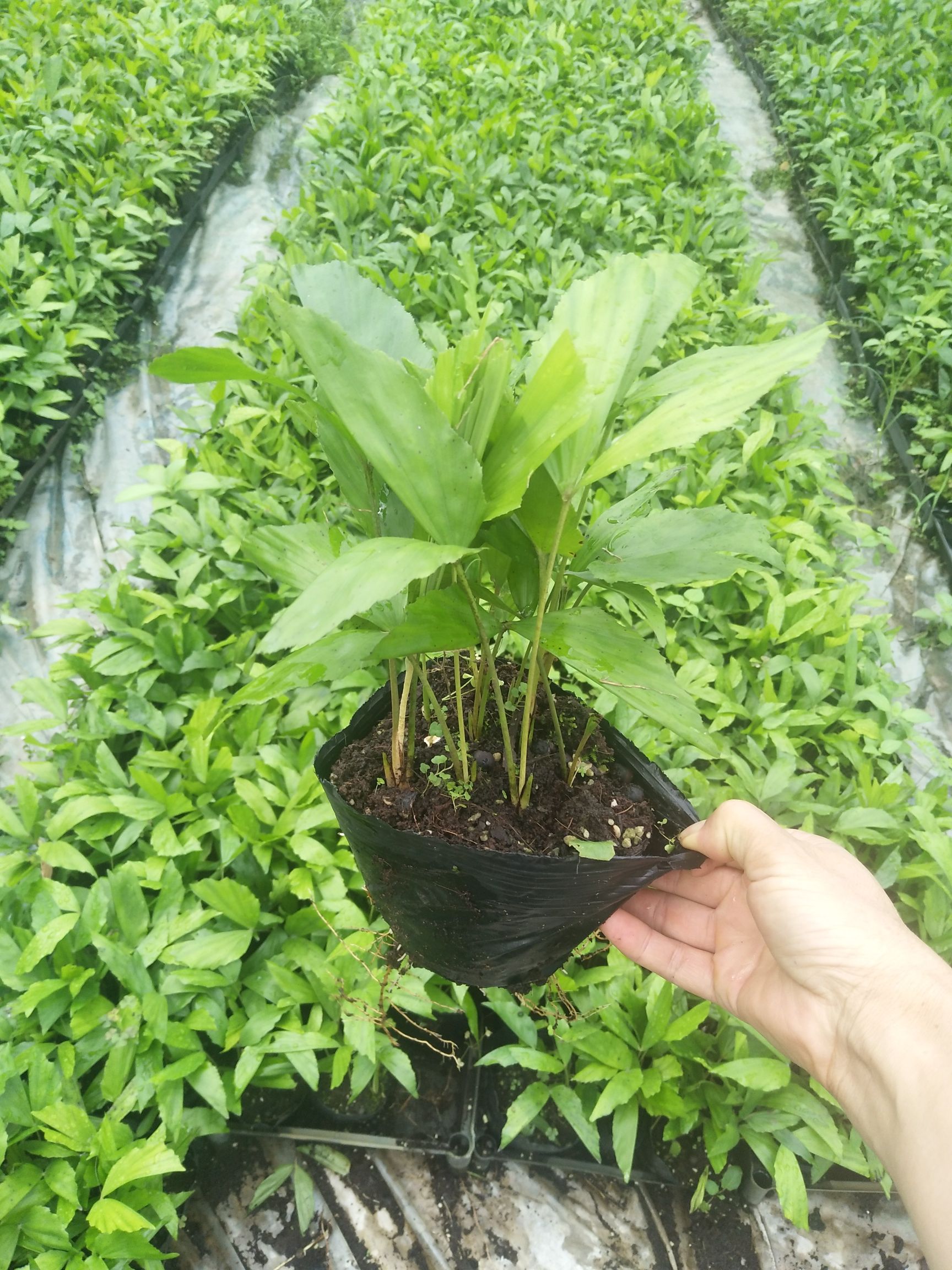 鱼尾葵 庭院花卉盆栽绿植 园林绿化植物