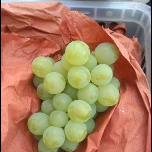 安顺 水晶葡萄，紫王葡萄，大量供应。
