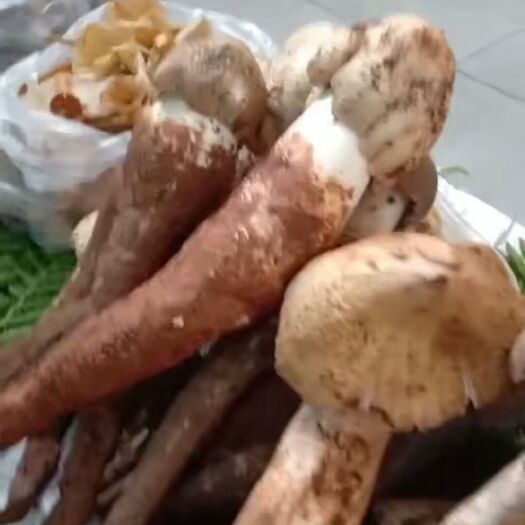 白玉菇  云南高原野生菌