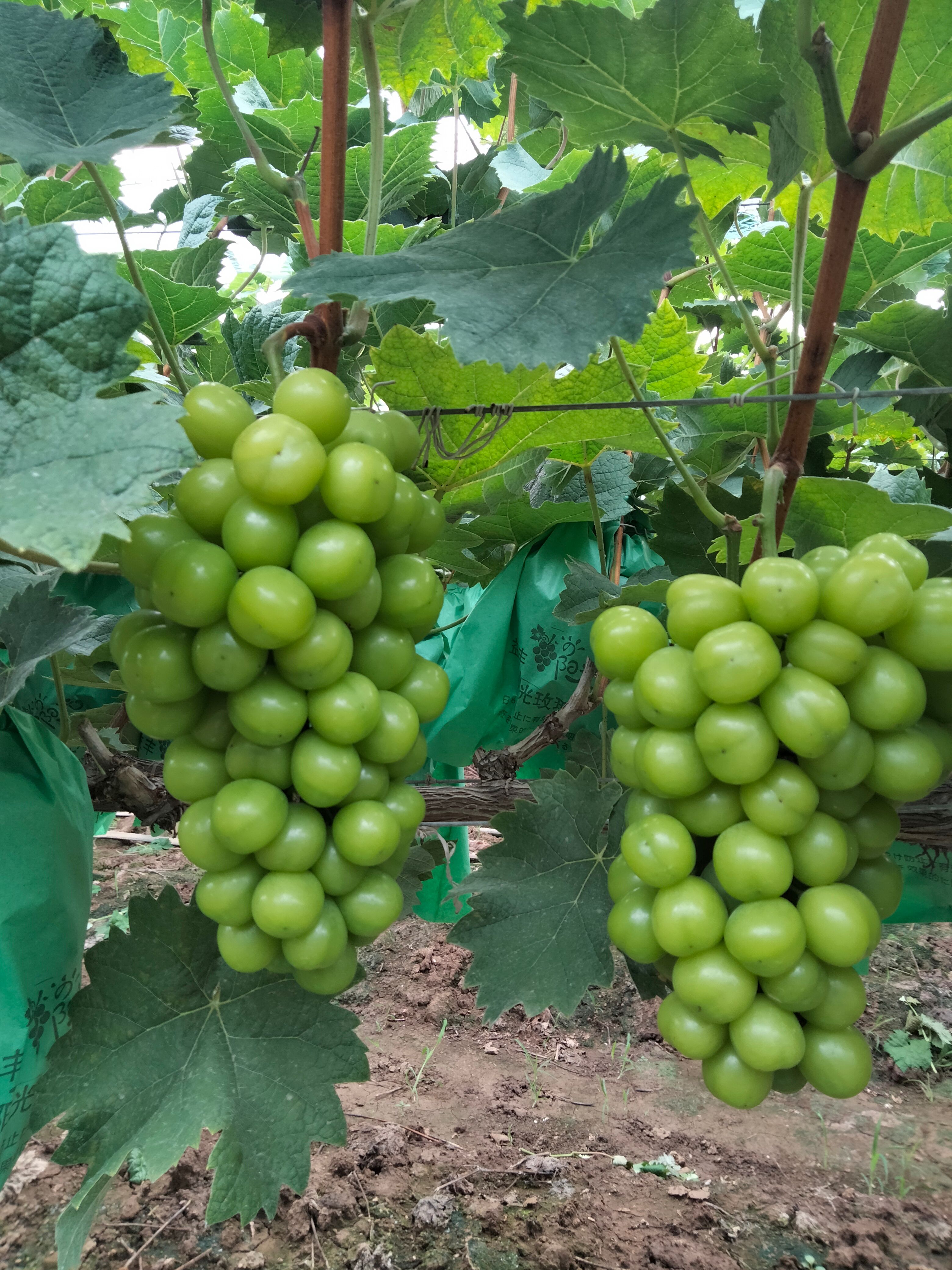 玫瑰香葡萄 湖南省常德市安乡县 