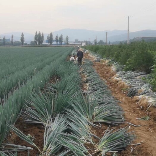 凤县 钢葱大量上市，30-45，2公分左右，可按要求加工净葱，