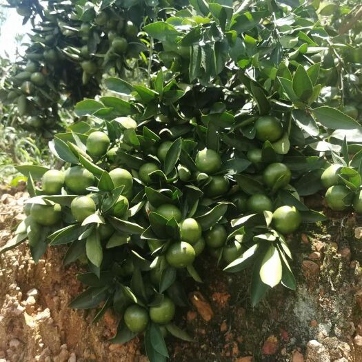 广南县蜜桃 茶橘1.6元每斤 有大量的货有需要可以联系
