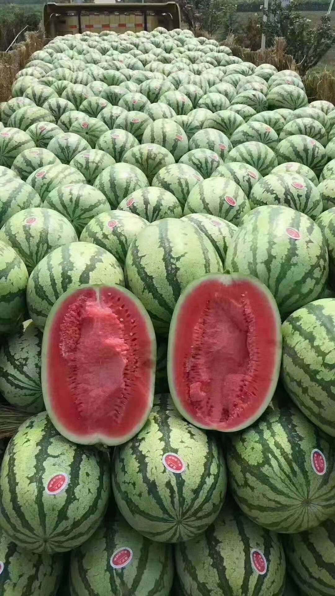 宁夏硒砂瓜大量有货