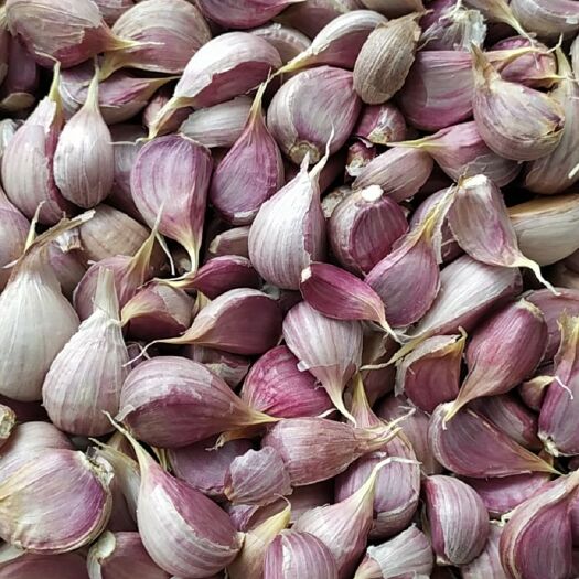 弥渡县云南大理紫皮红皮精品瓣瓣蒜米可种可吃产地直发一手货源