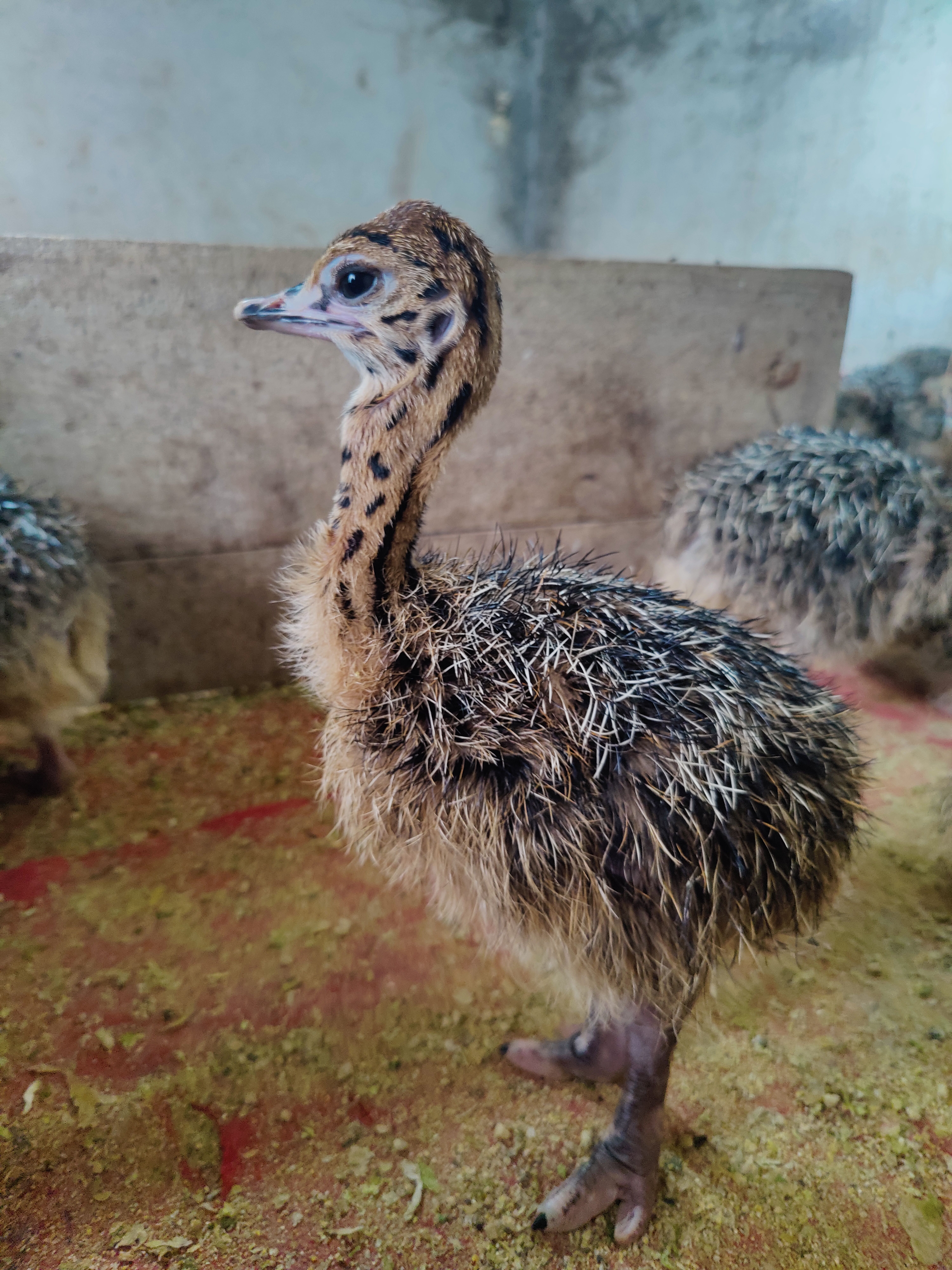 鸵鸟苗~7天龄非洲鸵鸟苗，