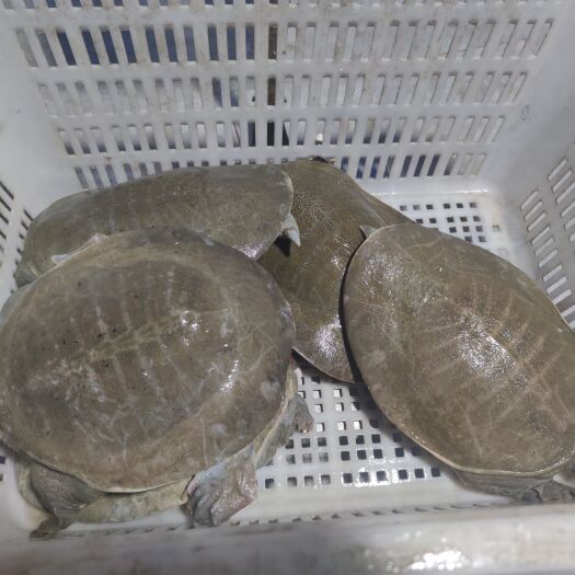 清远 黄沙鳖 老鱼公