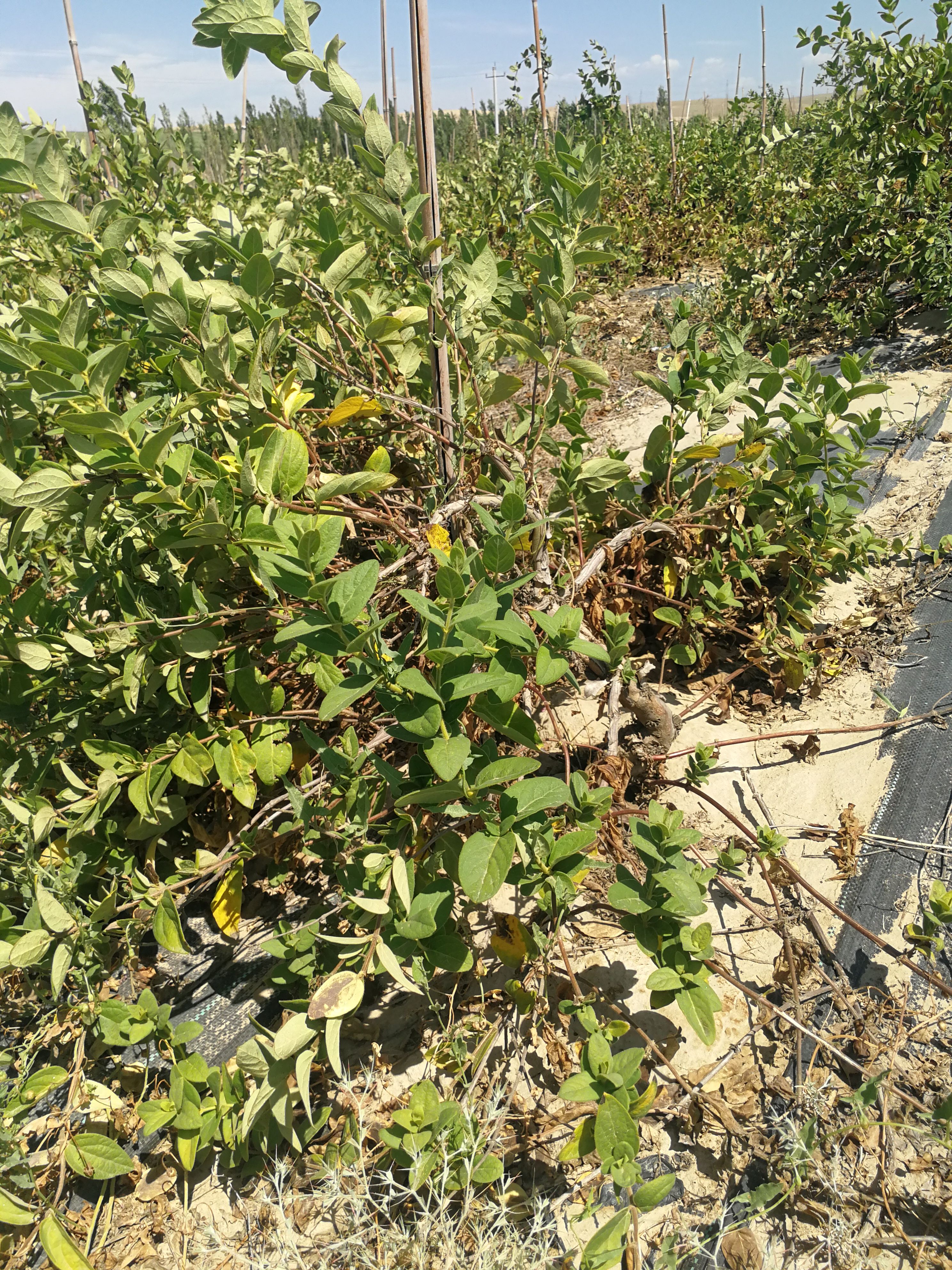 北花一号金银花苗 5年清地的金银花苗