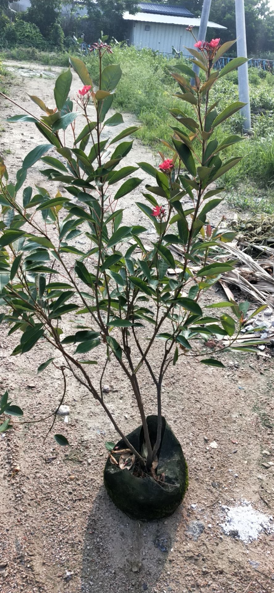  琴叶珊瑚