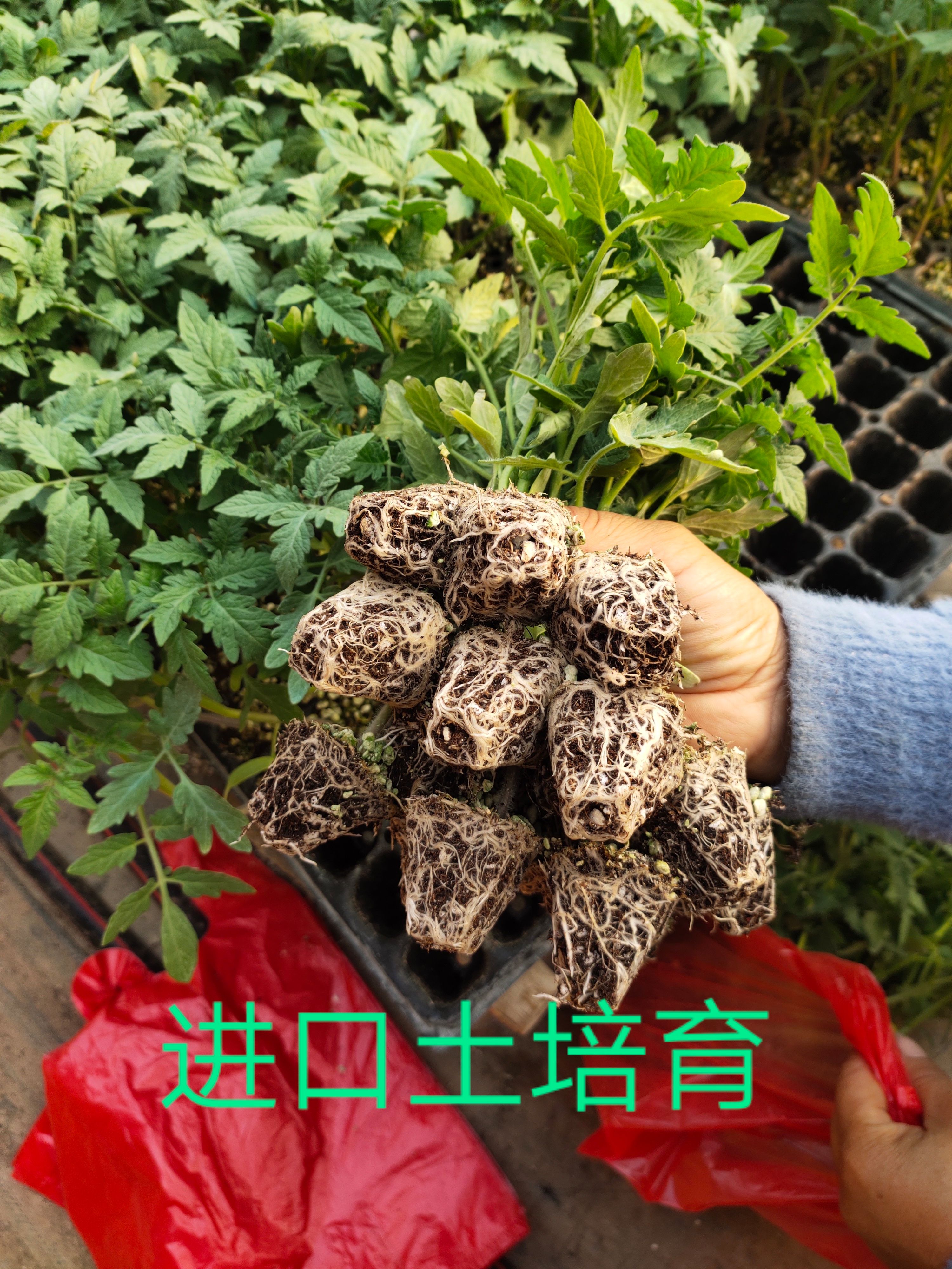 粉果番茄苗 西红柿苗 大果型 耐低温 抗病毒基地直发价格优惠