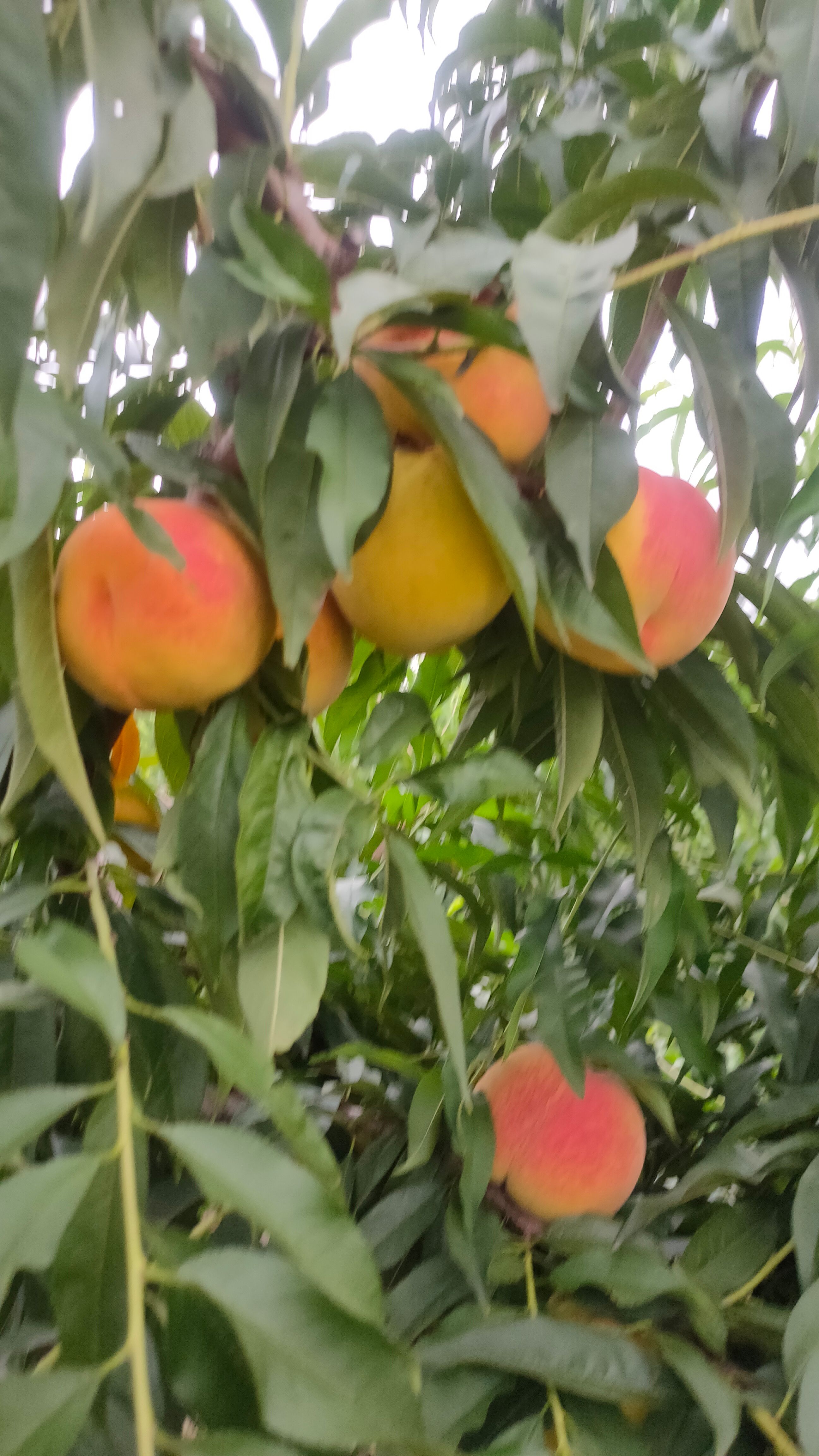 锦绣黄桃  一箱也发货